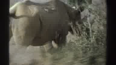 South Africa (1969): Rhino Running Away From Camera Grassland And Shrubs All