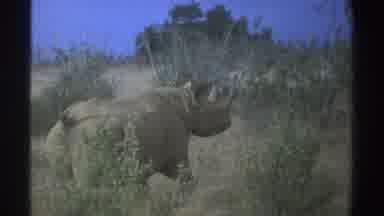 South Africa (1969): In A Zoo A Rhino Strolling While A Person Records It