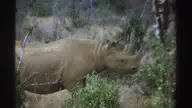 South Africa (1969): A Rhinoceros Wandering About Alone In A Forest With Scattered