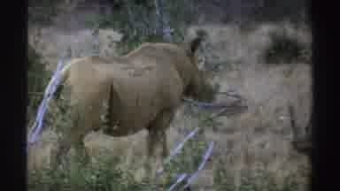South Africa (1969): Rhinoceros In His Natural Habitat Posing And Then Walking