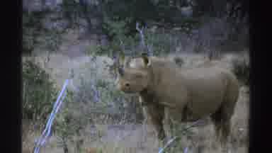 South Africa (1969): Rhino Looking Around In His Natural Habit On A Sunny Day
