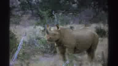 South Africa (1969): A Rhinoceros Is Standing Alone In The Vast Grassy Field