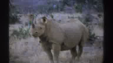 South Africa (1969): African Black Rhino Spotted In The Savanna Watches Camera