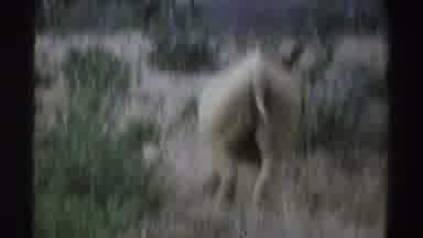 South Africa (1969): Rhino Walks Away From Camera Through Grassland With Shrubs
