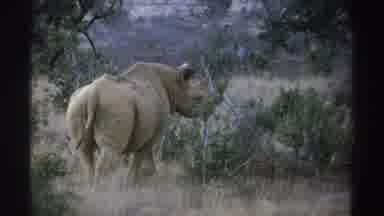 South Africa (1969): Rhino Walks Away From Camera And African Elephant Drinks With