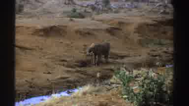 South Africa (1969): An Elephant Walking Alone In An Empty And Deserter