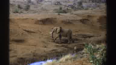 South Africa (1969): African Elephant Walks From Creek Up Embankment Level Ground