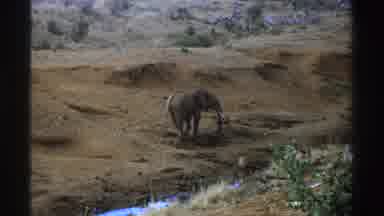 South Africa (1969): African Elephant Walks Around Near Creek Dirt Embankment