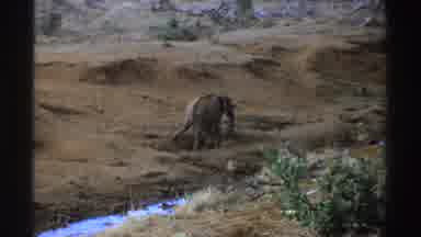 South Africa (1969): Elephant Alone Grazing In A Field