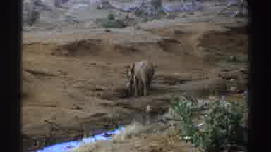South Africa (1969): Lone Elephant Standing In Brown Field On A Clear Day