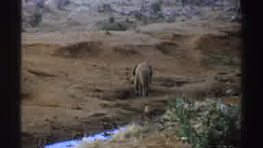 South Africa (1969): Elephant Calf Walking And Feeding Loose In Nature
