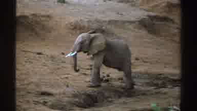 South Africa (1969): African Elephant On Dirt Embankment Moving Around Parched