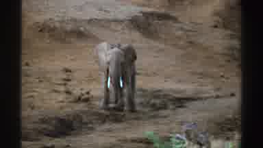 South Africa (1969): African Elephant Moves Around Near Dirt Embankment Parched