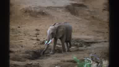 South Africa (1969): Elephant Calf Walking Alone In The Middle Of Nature