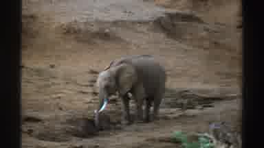 South Africa (1969): Elephant Is Deserted In Dry Land Striving To Survive With No