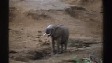 South Africa (1969): African Elephant Raised Trunk To Mouth Standing Near Dirt