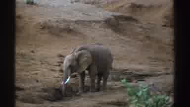 South Africa (1969): One Salk Elephant Standing Alone By Dirt Hills And Bushes