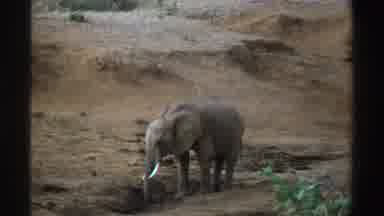 South Africa (1969): Baby Elephant Taking A Drink