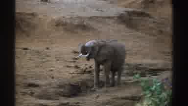 South Africa (1969): African Elephant With Tip Of Trunk Up Near Mouth Elephant