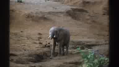 South Africa (1969): Our Trip To A Zoo In South Africa Home Video Of Baby Elephant