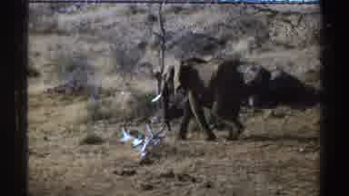 South Africa (1969): Elephant Calf Walking In Bush land In Its Natural Habitat