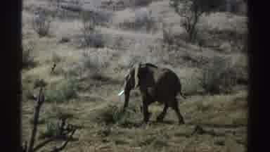 South Africa (1969): Lone Elephant Walking Through Green Field On A Bright Sunny