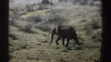 South Africa (1969): African Elephant Walks Across Parched Earth Trees And Bright