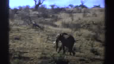 South Africa (1969): Lone Elephant Walks Through Field While Five Elephants Graze