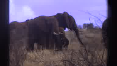 South Africa (1969): Four Elephants Standing Close Together In The Semi Desert