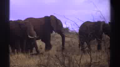 South Africa (1969): Group Of Elephants Want To Eat
