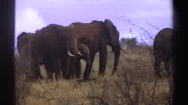 South Africa (1969): Four Elephants Grazing In Brown Field On A Clear Day