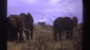 South Africa (1969): Massive Elephants In The Jungle