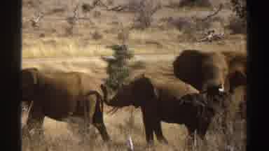 South Africa (1969): Massive Elephants Lined Up