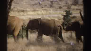 South Africa (1969): The Video Features A Group Of Elephants In A Savanna