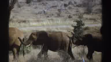 South Africa (1969): Four Elephants Walking In A Line On A Sunny Day