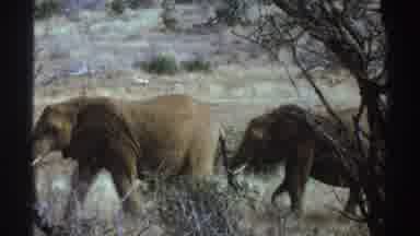 South Africa (1969): In South Africa A Herd Of Elephants Walking Together Through