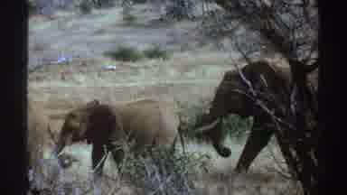 South Africa (1969): Herd Of Elephants Walking In Together