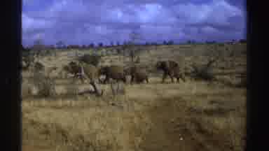 South Africa (1969): Elephants Walking Through A Field