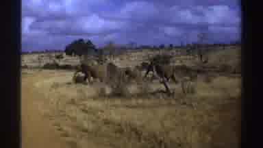 South Africa (1969): Purge Of The Elephant