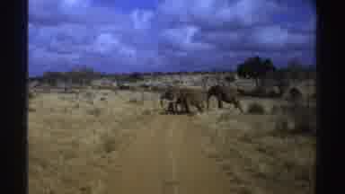 South Africa (1969): Massive Gray Elephants Walking