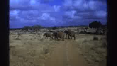 South Africa (1969): A Group Of Elephants Are Walking In The Desert Across Some