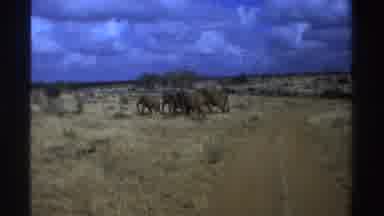 South Africa (1969): African Animals In The Wild Elephants Walk Away From Dirt
