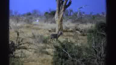 South Africa (1969): Plain Ecosystem With An Animal Slowly Walking Around And