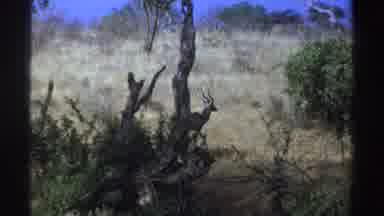 South Africa (1969): Lonely Antelope Walking Slowly Near Trees Looking For Shelter