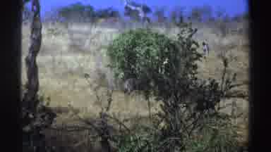 South Africa (1969): Animal Walking In The Middle Of The Forest In Its Natural