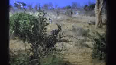 South Africa (1969): A Horned Animal Walking Slowly Through Some Tall Dry Grass