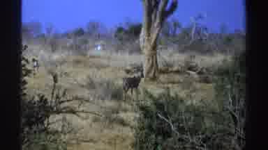 South Africa (1969): Antelope In The Savannah