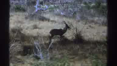South Africa (1969): The Camera Focuses On The The Wild Animals As It Stands In