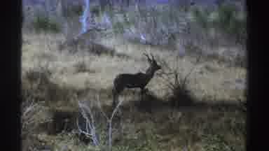 South Africa (1969): Antelope In Grassland With Shrubs Trees Dry Conditions
