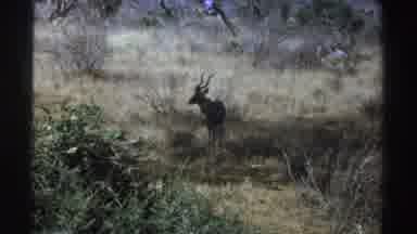 South Africa (1969): View Of Gazelle Standing In Grass On A Clear Day